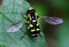 Xanthogramma pedissequum